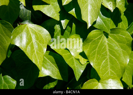 Détail de feuilles de lierre vert croissant sur mur dans soleil Banque D'Images