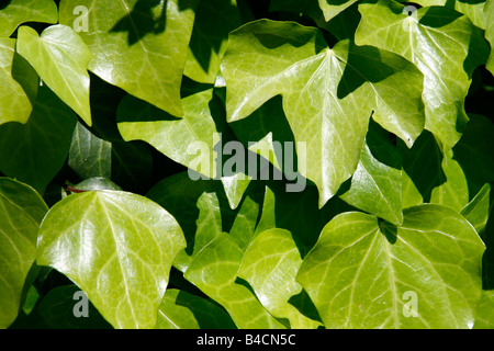 Détail de feuilles de lierre vert croissant sur mur dans soleil Banque D'Images