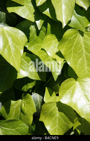 Détail de feuilles de lierre vert croissant sur mur dans soleil Banque D'Images