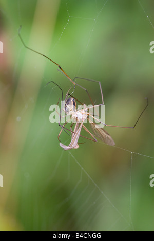 Jardin Araignée Araneus diadematus se nourrissant d'une grue-fly pris dans son site web Banque D'Images