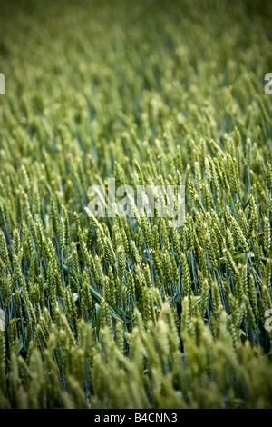 Détail d'un champ de blé vert - dof peu profondes Banque D'Images