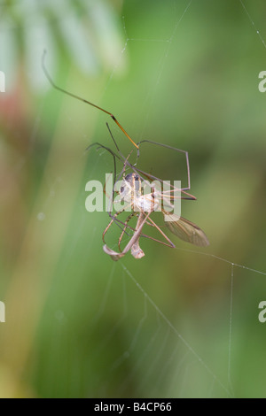 Jardin Araignée Araneus diadematus se nourrissant d'une grue-fly pris dans son site web Banque D'Images