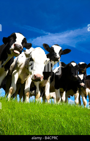 Petit groupe ou troupeau de Holstein curieux veaux noir et blanc dévisageant vers le bas à l'appareil photo sur un journal ferme dans le Lancashire, Royaume-Uni Banque D'Images