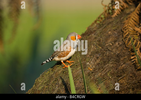 Diamant mandarin mâle captif Taenopygia guttata Banque D'Images