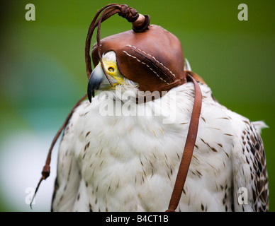 Un Gyr Falcon, Falco rusticolus, vêtu d'un capot en cuir. Banque D'Images