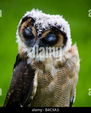 Bois de Malaisie, Owl Strix Leptogrammica. Banque D'Images