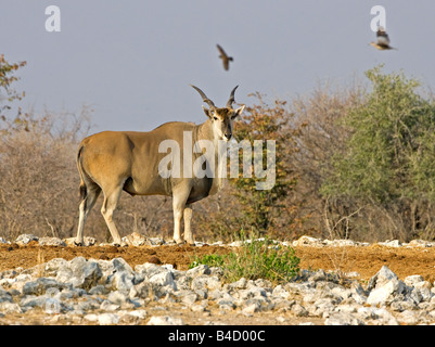 Approche de l'élan commun en point d'Etosha. Banque D'Images