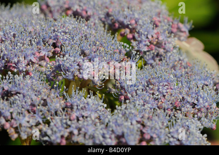 Violet et lilas fleurs minuscules Banque D'Images