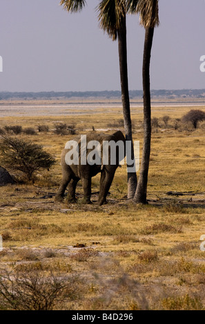 En poussant l'éléphant sur palm arbre afin de faire tomber les dates pour manger sur le terrain. Banque D'Images