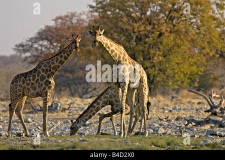 Les Girafes de l'alcool au point d'eau dans le parc national d'Etosha, Namibie, Afrique. Banque D'Images