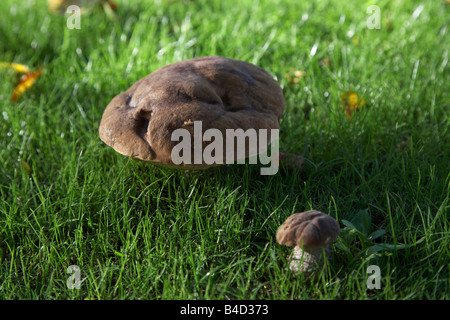 Deux baie sauvage Xerocomus badius bolets champignons croissant sur les prairies des soirée d'automne avec les feuilles mortes autour de Banque D'Images