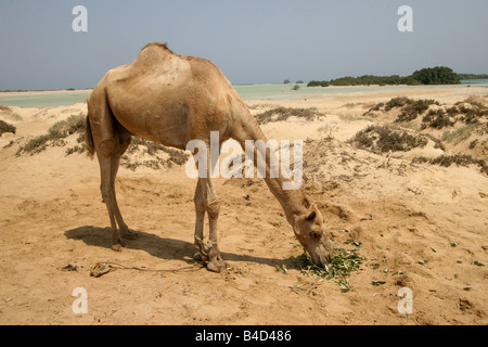 Un chameau pour manger au repos près de la mer, dans le désert égyptien. Banque D'Images