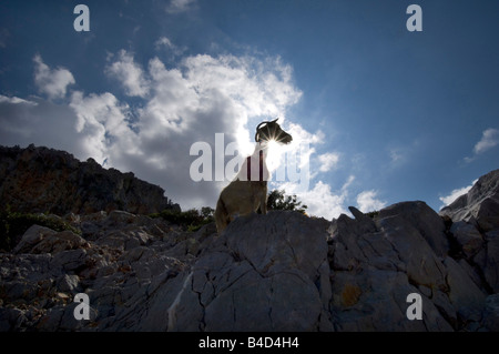 Le dirigeant d'une chèvre sur une montagne sur une île grecque rocheuse Banque D'Images