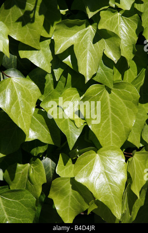 Détail de feuilles de lierre vert croissant sur mur dans soleil Banque D'Images