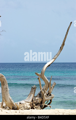 Le bois mort sur la plage sur l'île antillaise de la Barbade Banque D'Images