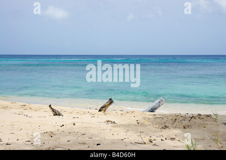 Le bois mort sur la plage sur l'île antillaise de la Barbade Banque D'Images