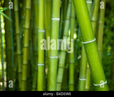 Un bosquet de bois de bambou vert géant Banque D'Images