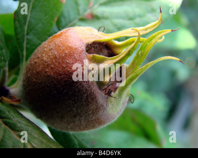 Néflier - un fruit méditerranéen Banque D'Images