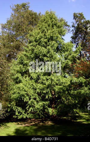 Dawn Redwood Tree, Metasequoia glyptostroboides Banque D'Images