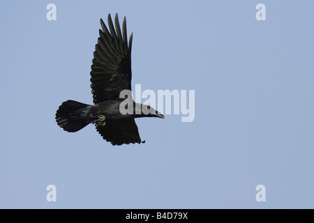 Grand Corbeau (Corvus corax) en vol Banque D'Images