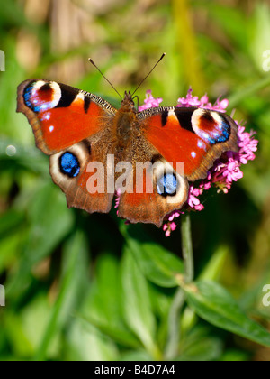 Peacock Butterfly, Inachis io Banque D'Images
