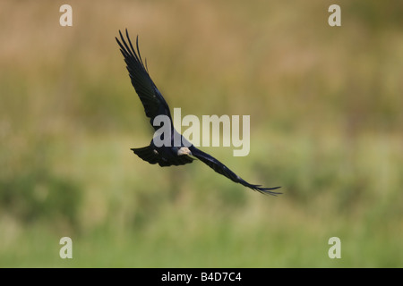 Corbeau freux (corvus frugilegus) vol face à l'appareil photo Banque D'Images