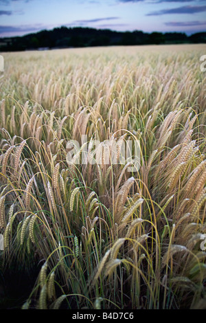 Un champ de blé en été près d'Ipswich Suffolk, Angleterre Royaume-uni Banque D'Images