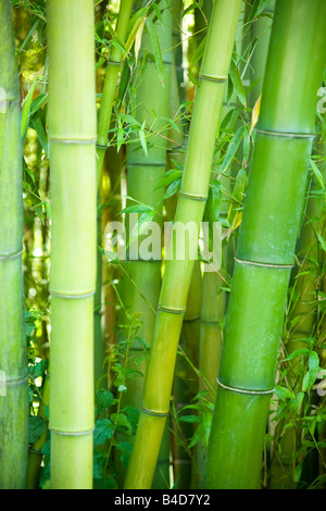 Un bosquet de bambou vert géant avec des feuilles de bois Banque D'Images