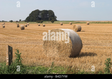 Bottes de foin dans un champ, les agriculteurs Wiltshire England, UK Banque D'Images