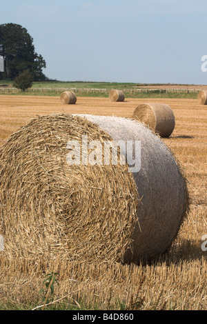 Bottes de foin dans un champ, les agriculteurs Wiltshire England, UK Banque D'Images