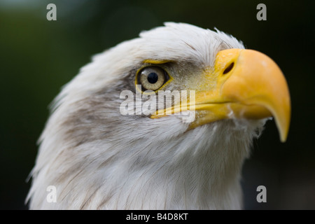 Portrait d'adulte Pygargue à tête blanche (Haliaeetus leucogaster) Banque D'Images