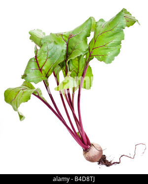 Ensemble de la racine de betterave légumes isolé sur fond blanc Banque D'Images