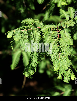 Dawn Redwood Feuilles, Metasequoia glyptostroboides Banque D'Images