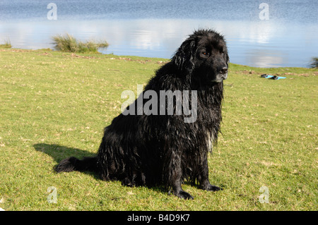 Chien de Terre-Neuve Banque D'Images