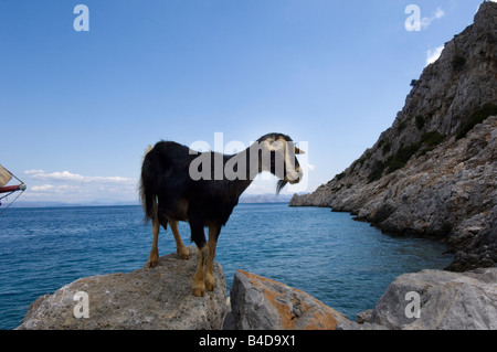 Une chèvre de montagne femelle monte rocks sur l'île grecque de Symi ou Simi Grèce Banque D'Images