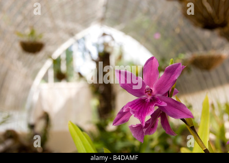 Close up of orchid Miltonia Spectabilis pousse dans un 18e siècle en serre du Jardin botanique de Valence Banque D'Images