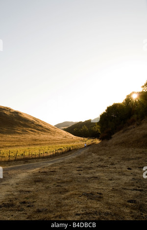 Le soleil du matin à travers les sommets des arbres comme un randonneur promenades sur le sentier de crête à Mission Peak Regional Preserve à Fremont. Banque D'Images
