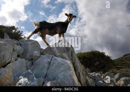 Une chèvre de montagne femelle monte rocks sur l'île grecque de Symi Grèce Banque D'Images