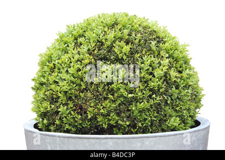 Le buis en pot - Buxus sempervirens Banque D'Images