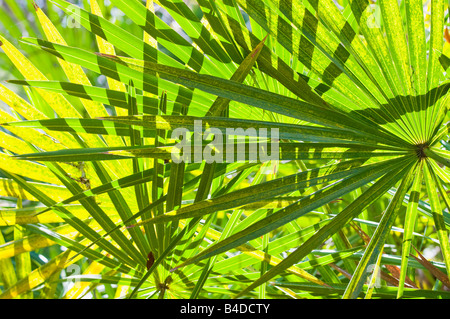 Feuilles de la serenoa repens le sabal palm comme une plante qui pousse en touffes ou fourrés denses dans les terres côtières de sable Banque D'Images