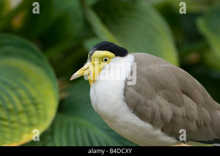 Masked sociable (Vanellus miles), l'Australie Banque D'Images