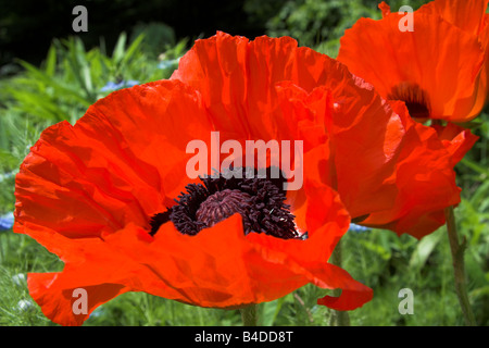 Pavot d'ORIENT Papaver orientale en rouge Banque D'Images