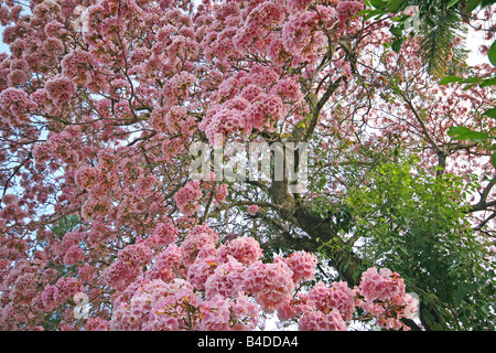 Arbre fleuri Banque D'Images