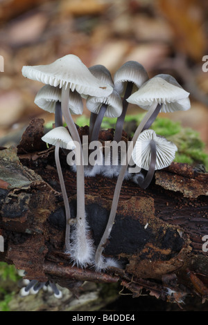 Angel's Bonnets - Mycena arcangeliana Banque D'Images