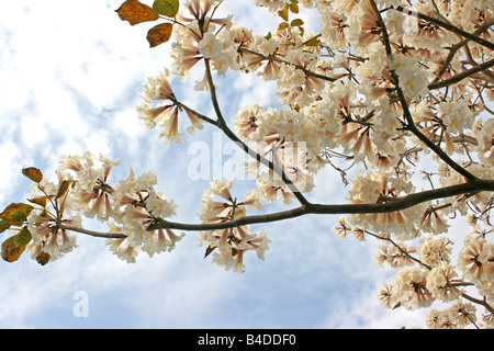 Arbre à trompettes blanc en pleine floraison Banque D'Images