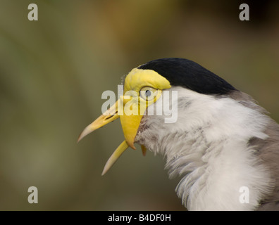 Masked sociable (Vanellus miles), l'Australie Banque D'Images