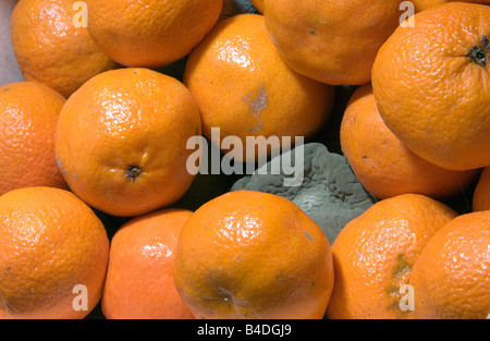 Pile de mandarine avec un un moisi sur le fond. Banque D'Images