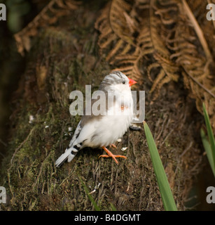 Zebra Finch Taenopygia guttata juvénile Banque D'Images