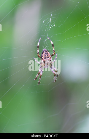 Jardin Araignée Araneus diadematus femelle adulte sur son site web Banque D'Images