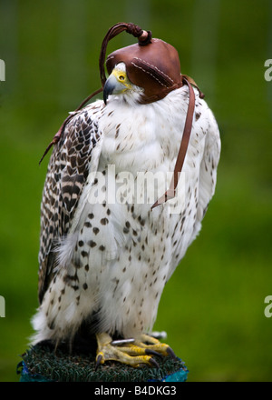 Un Gyr Falcon, Falco rusticolus portant une cagoule en cuir. Banque D'Images